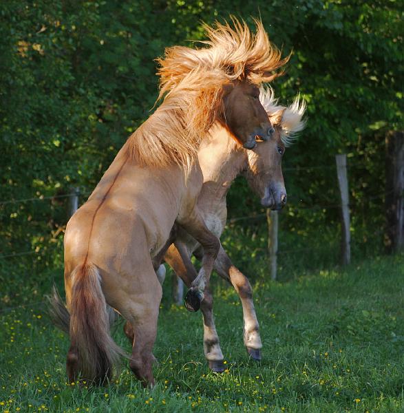 Valur von Heidmoor und Farsaell von Heidmoor d.jpg